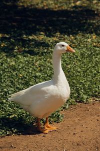 Close-up of bird on field