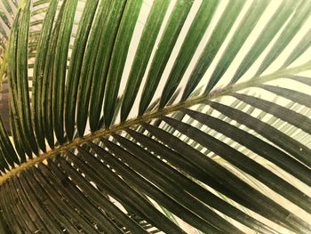 Full frame shot of palm leaves