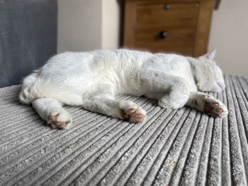 Close-up of cat lying on table