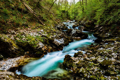 Scenic view of waterfall in forest