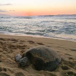 Turtle on beach at sunset