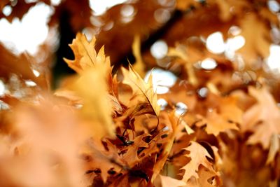 Close-up of maple leaf during autumn