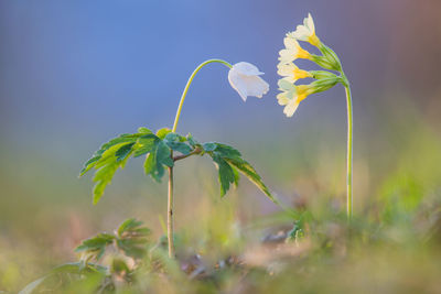 Close-up of flowering plant on land