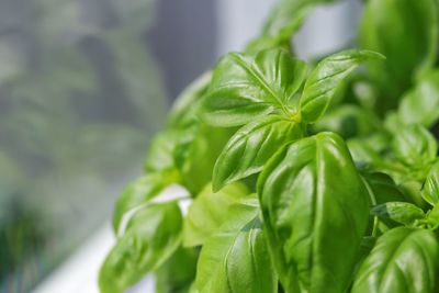 Close-up of fresh green leaves