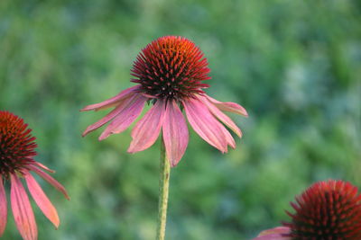 Close-up of coneflower blooming outdoors