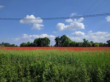 Scenic view of field against blue sky