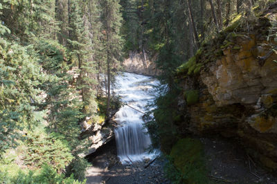 Scenic view of waterfall in forest