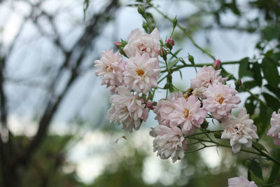 Close-up of pink cherry blossom tree
