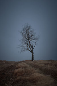 Bare tree on field against clear sky