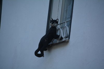 Low angle view of black artificial cat on window