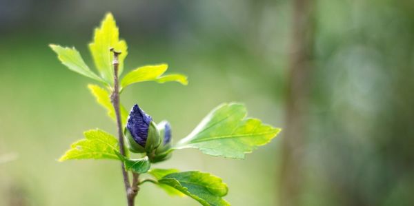 Close-up of butterfly on plant