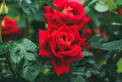 Close-up of red rose against blurred background