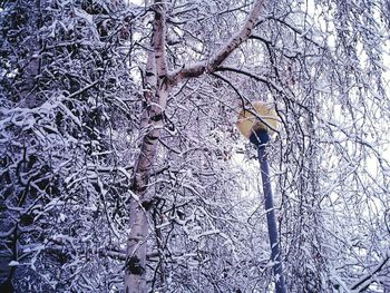 Low angle view of horse on tree