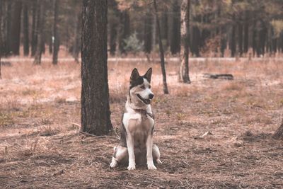Dog on dirt road