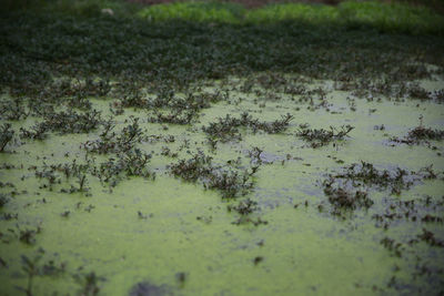 Close-up of caterpillar on a field