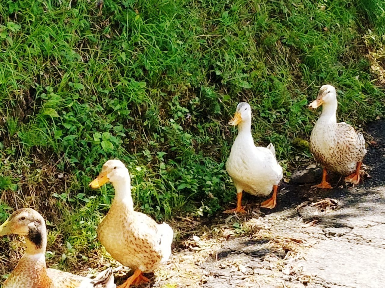 FLOCK OF DUCKS ON FIELD