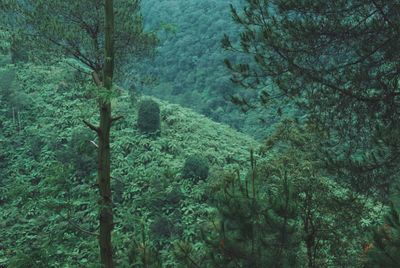 Scenic view of forest