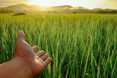 Close-up of hand holding corn field against sky