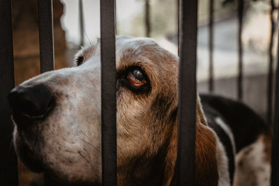 Close-up of dog looking away