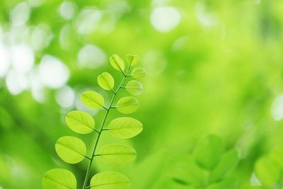 Close-up of green leaves