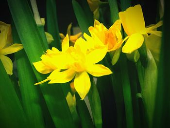 Close-up of yellow flower