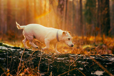 Dog jack russell terrier in autumn forest runs along log in sun