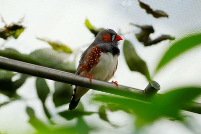 Close-up of bird perching on leaf