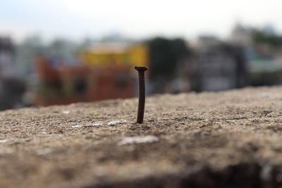 Close-up of wood on field against sky