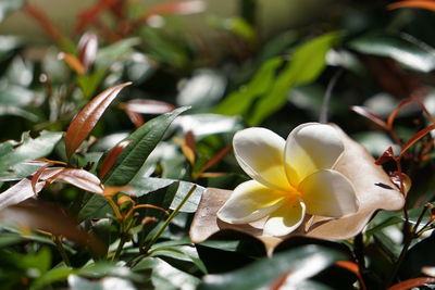 Close-up of white flowering plant