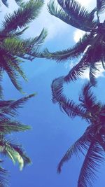 Low angle view of palm trees against blue sky