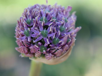 Close-up of purple flowering plant