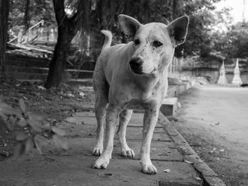 Portrait of dog standing outdoors