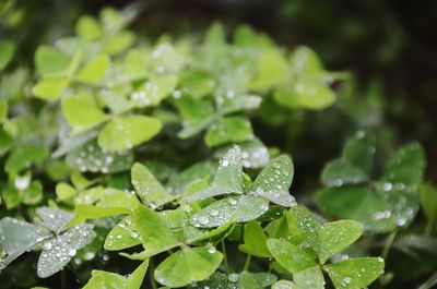 Close-up of water drops on leaf