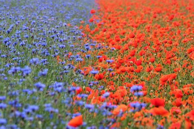 Close-up of flowering plants on field