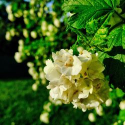 Close-up of white flowers