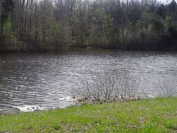 Scenic view of lake with trees in background