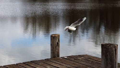 Black-headed gull flying lake