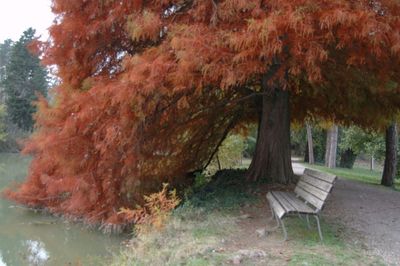 Autumn tree