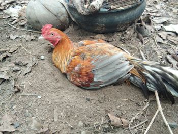 High angle view of rooster