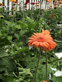 Close-up of orange flower