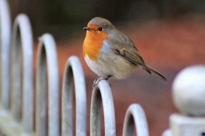 Close-up of bird perching outdoors