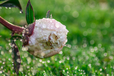 Close-up of wet flower on plant