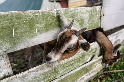 Close-up of a lizard on wood
