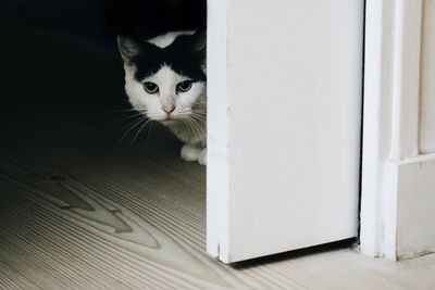 Close-up portrait of cat