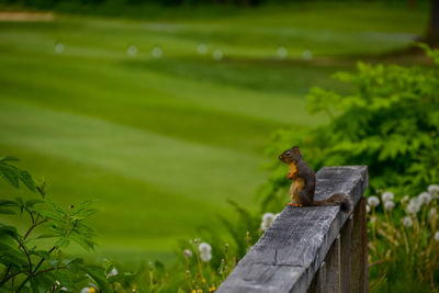 Monkey sitting on wood