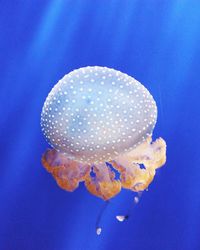 Close-up of jellyfish against blue background