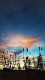 Low angle view of silhouette plants against dramatic sky