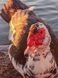 Close-up of a bird