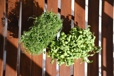 Young shoots of sunflower and green pea microgreens