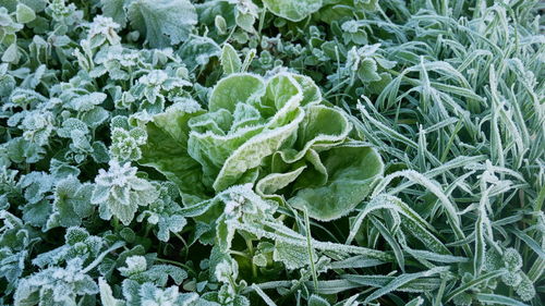 Full frame shot of plants growing in field